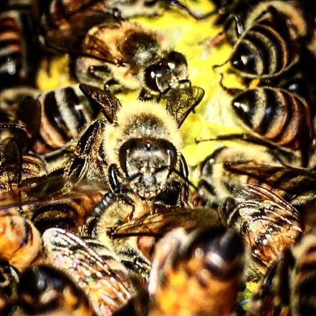 Picture of Bees