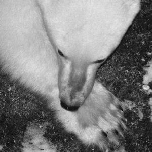Polar Bear Photo by Cyril Christo