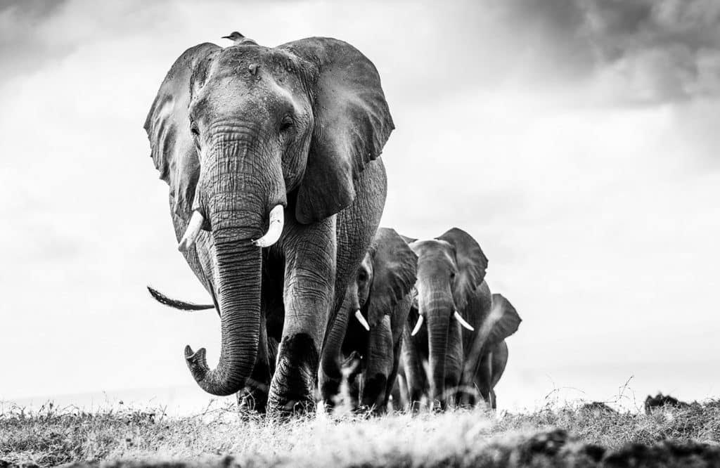 Guadalupe Liaz Photography elephants walking