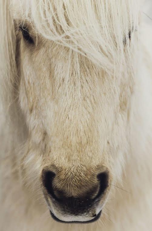 Guadalupe Liaz Photography white horse nose 